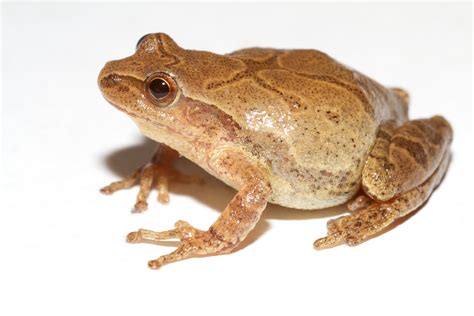 The Spring peeper is a small, widely distributed species of tree frog found throughout the eastern US and adjacent southeastern Canada. During the spring, males migrate to wetlands where they emit their familiar “peep” calls to attract mates. Eggs are laid in the water where the larvae develop. After metamorphosis, juveniles join adults in ...